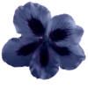 Flower Geranium Blue  Image